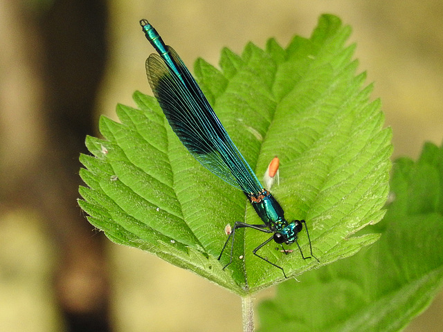 20170611 1819CPw [D~LIP] Gebänderte Prachtlibelle (Calopteryx splendens) [m], UWZ, Bad Salzuflen