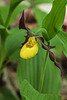 Cypripedium parviflorum variety parviflorum (Small Yellow Lady's-slipper orchid)