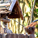 Neugieriges Eichhörnchen am Vogelfutterhaus