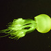 IMG 5104 Jellyfish