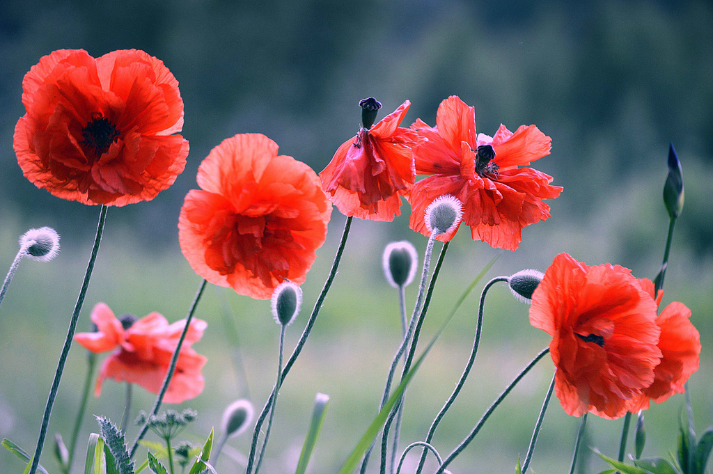 Poppies  dance ....