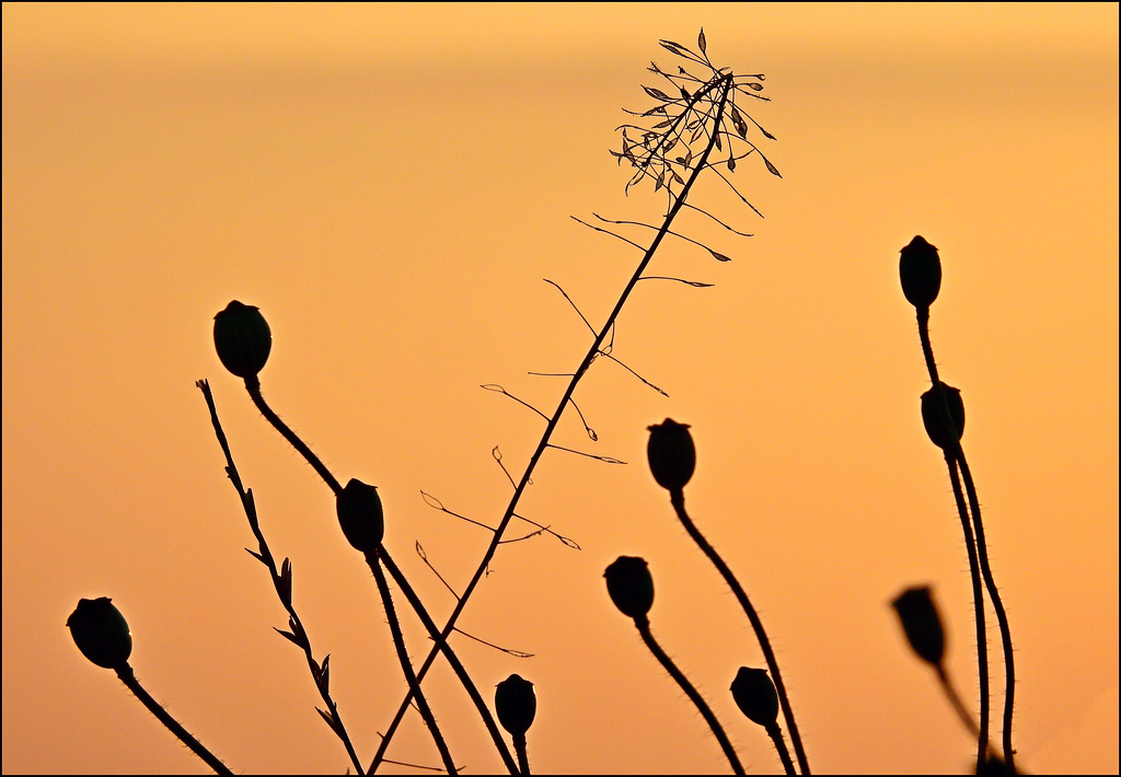 summer breeze