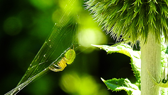 20230625 1289CPw [D~LIP] Kürbisspinne (Araniella cucurbitina), Bad Salzuflen