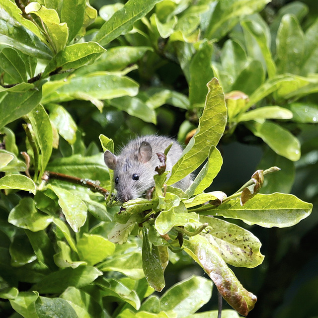 Bébé rat...