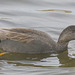 5T2A0906 Gadwall