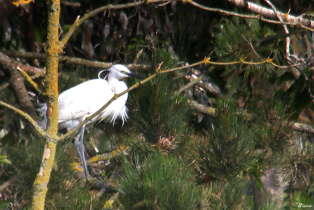 Aigrette garzette