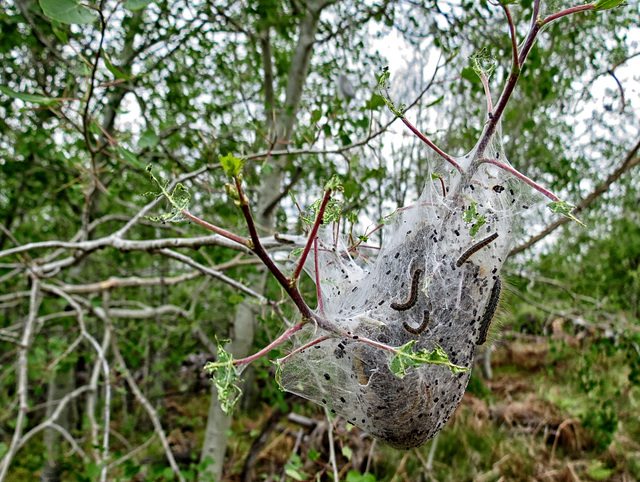 Tent Caterpillars