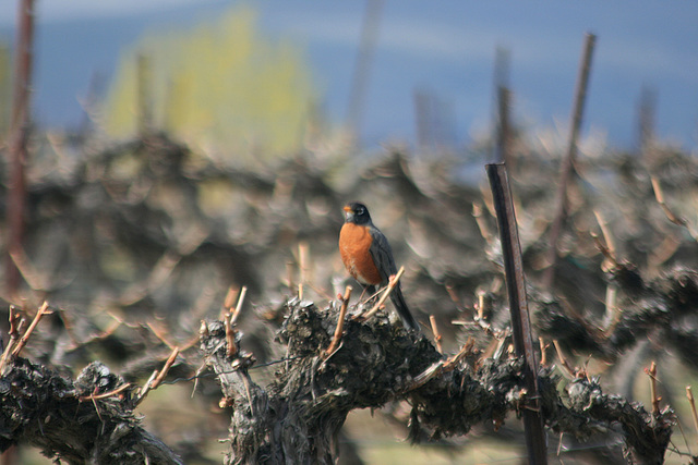 American Robin