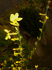 013 Jasminum nudiflorum - Winterjasmin