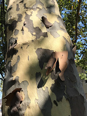 cASí oTOñO