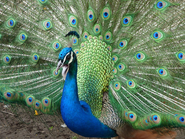 Pavo real Zoológico de Buenos Aires