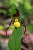 Cypripedium parviflorum variety parviflorum (Small Yellow Lady's-slipper orchid)