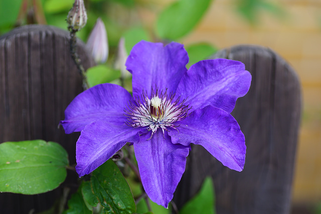 Clematis