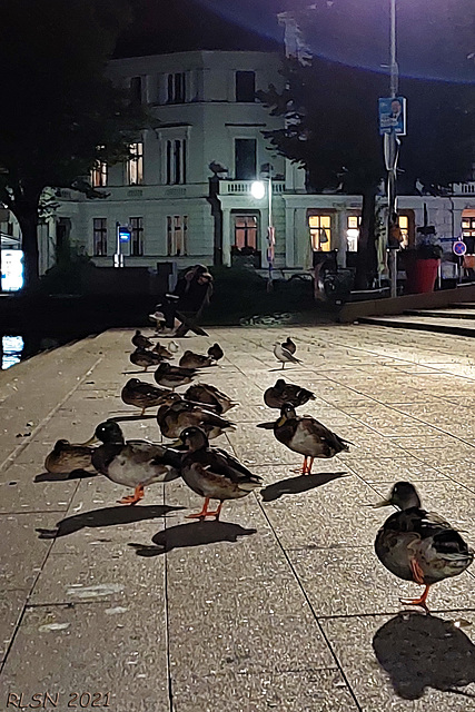 Nachts am Pfaffenteich