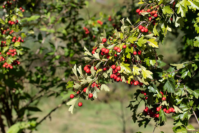 Rote Beeren im Sonnenlicht