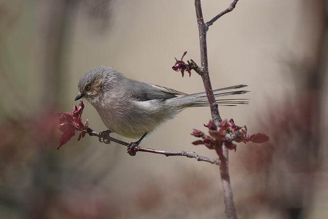 Bushtit