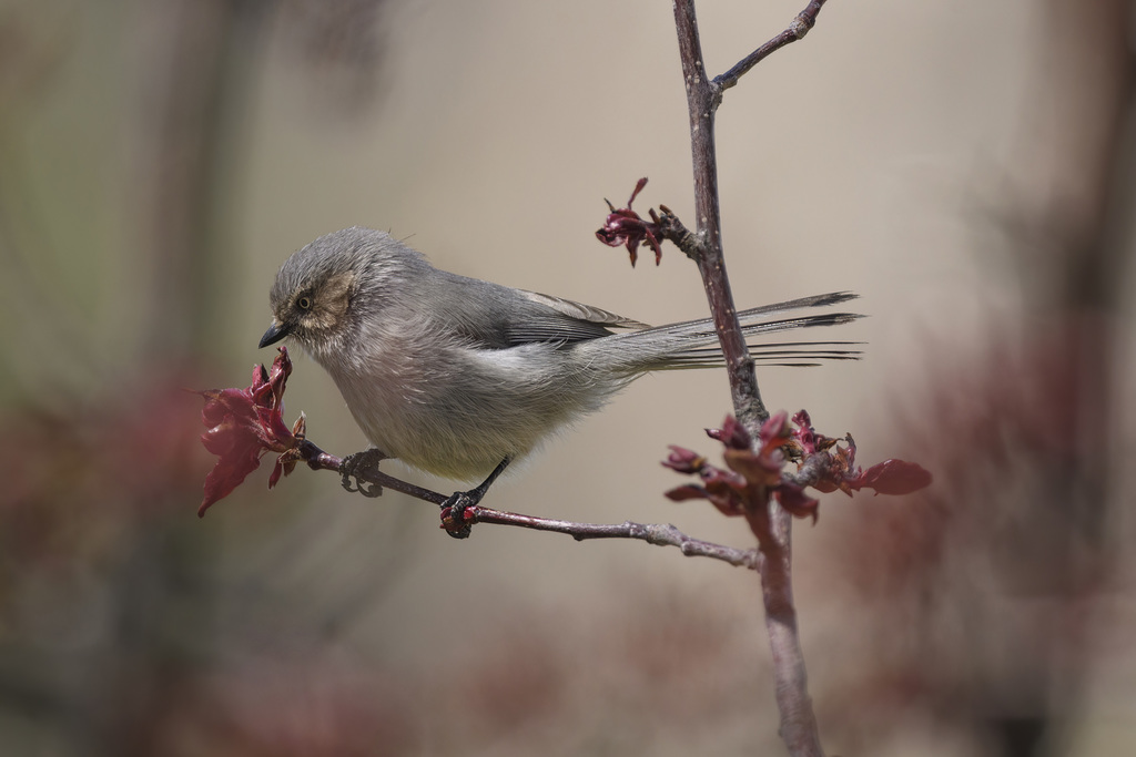 Bushtit