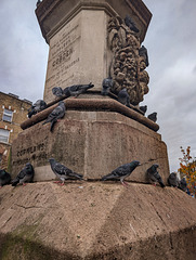 Camden pigeons