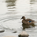 shake that tail-cropped