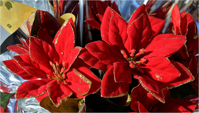 Fleurs de Noël ... impérissables !