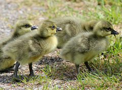 Gänschen