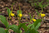 Cypripedium parviflorum variety pubescens (Large Yellow Lady'-slipper orchid)