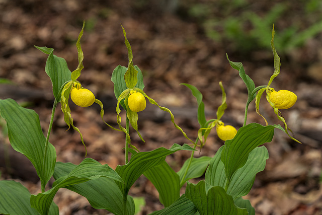 Cypripedium parviflorum variety pubescens (Large Yellow Lady'-slipper orchid)