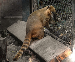 20181021 4296CPw [D~HF] Nasenbär, Tierpark Herford