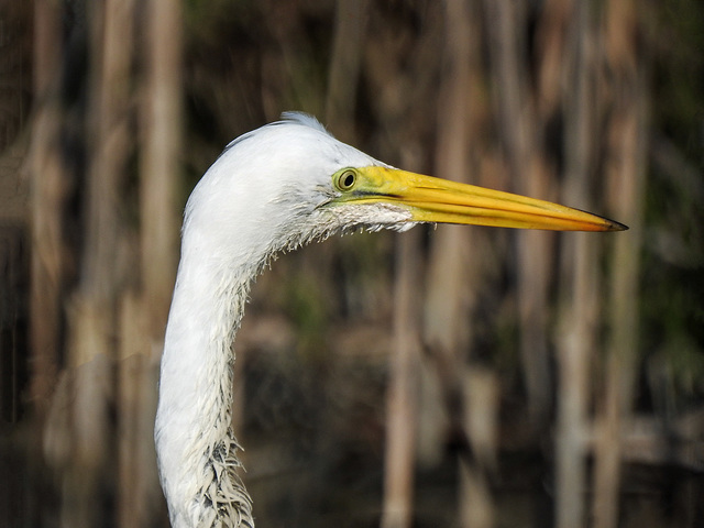 Day 4, Great Egret / Ardea alba