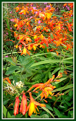 montbretia / crocosmia, growing wild and rampant in Cornwall