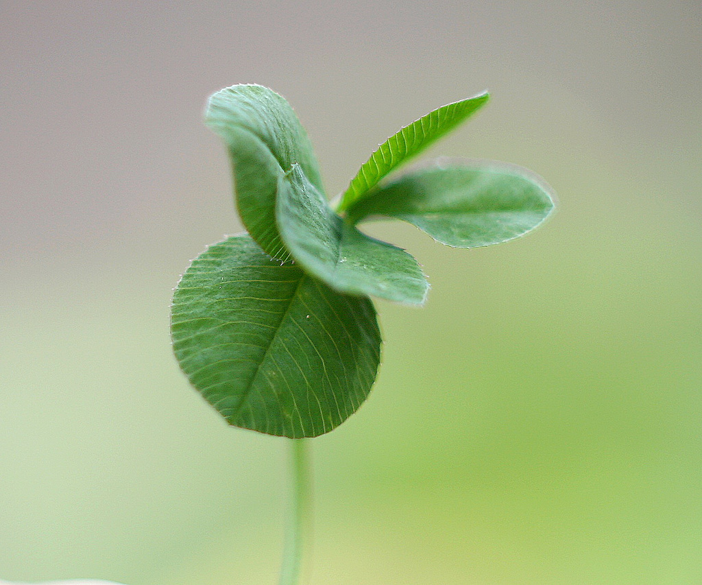 Très agréable semaine pour vous avec ce trèfle à cinq feuilles