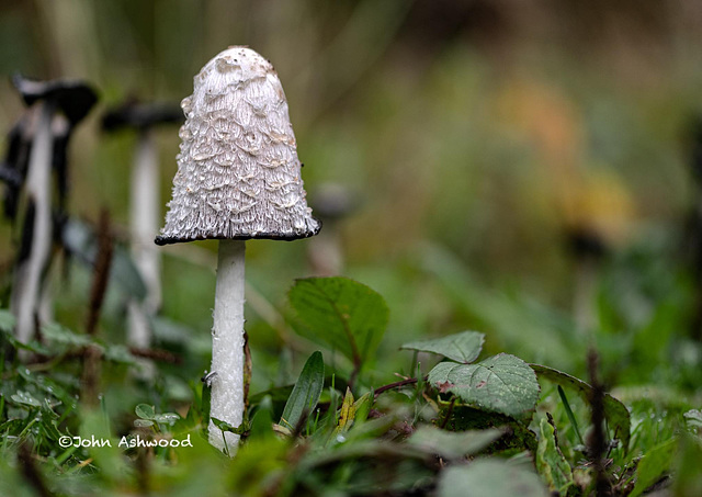 Shaggy Inkcap (Coprinus comatus)