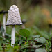 Shaggy Inkcap (Coprinus comatus)