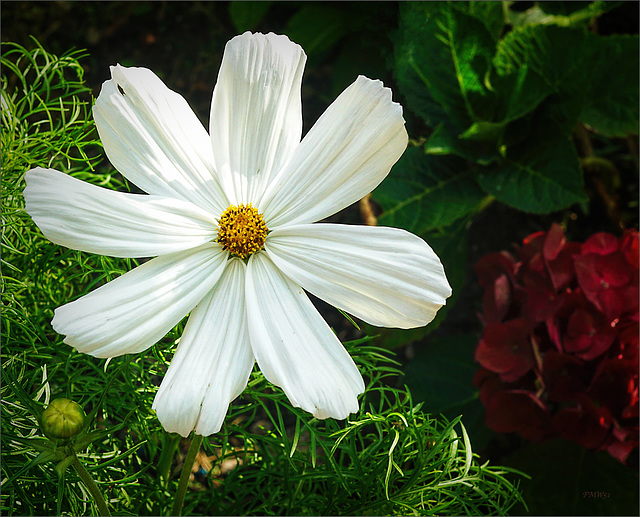 Cosmea blossom