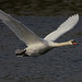 5T2A0917 Mute Swan