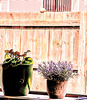 Fence Through A Window.