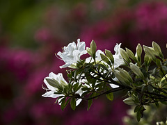 White on red tinge