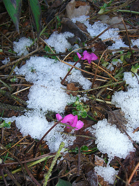 015  Cyclamen coum - Frühlingsalpenveilchen