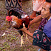 Cockfight, Jimbaran, Bali - 5416104246 d397a6b482 o