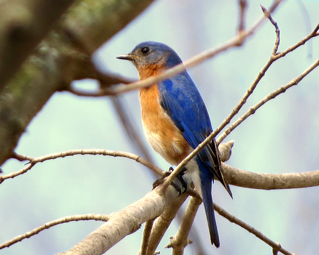 Eastern Bluebird