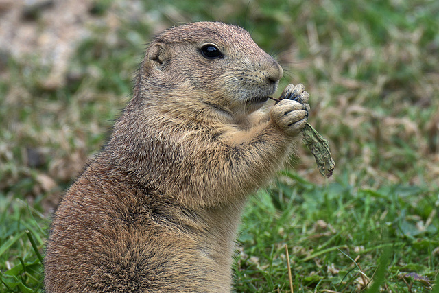 Prairie Dog