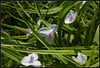 Tradescantia x Andersoni 'Osprey' (2)