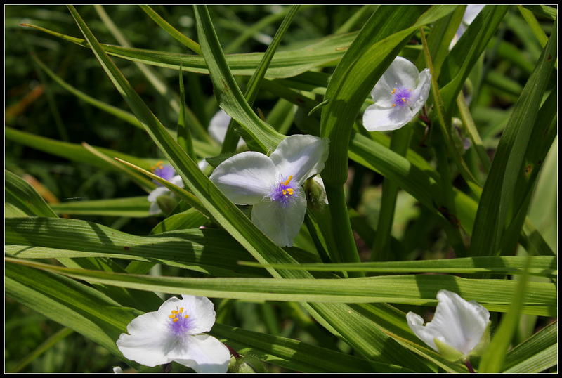 Tradescantia x Andersoni 'Osprey' (2)