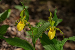 Cypripedium parviflorum variety pubescens (Large Yellow Lady'-slipper orchid)