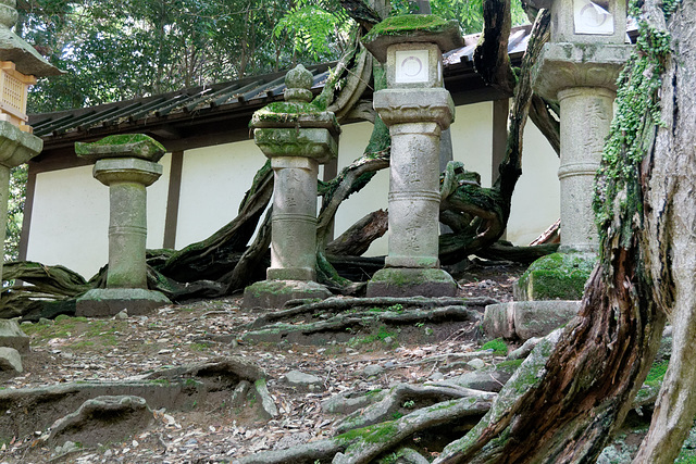 Sanctuaire Kasuga-taisha (春日大社) (1)