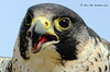 Angry Falcon 1 035