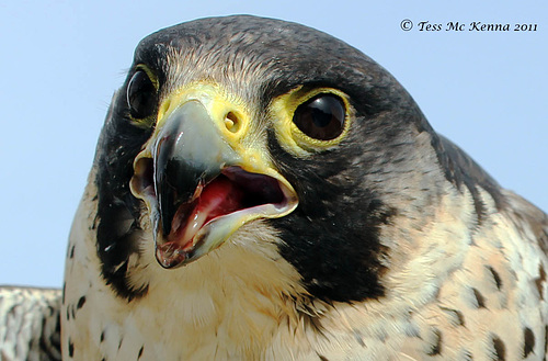 Angry Falcon 1 035
