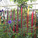 Dale Chihuly Retrospective at Kew Gardens