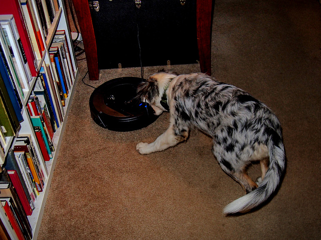 Attack of the Carpet Shark