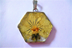 A dried flower for decoration